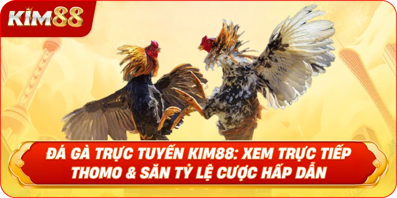 Đá gà trực tuyến Live stream từ Trực tiếp Thomo tại KIM88